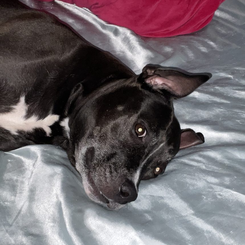 Itsy, a black pit bull, looking straight at the camera